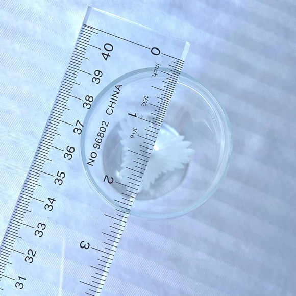 Candide by SCHOTT-ZWIESEL Wine Glasses with “Angel Wing” Etched Pattern 2x - Picture 7 of 9